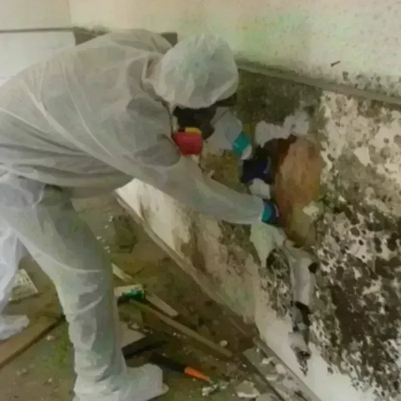 Mold Remediation and Removal in Wellston, OH